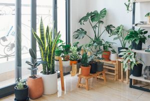 Use houseplants to free the air from polluting substances and create small corners of peace - Lagom